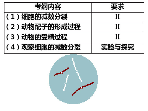 一轮复习减数分裂