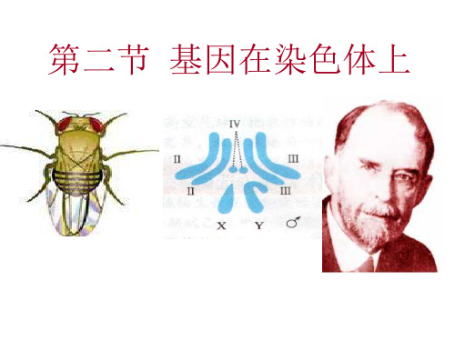 人教版高中生物必修二课件2.2基因在染色体上(共27张PPT)