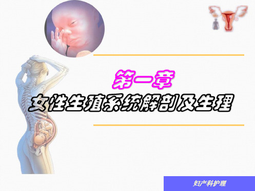 第一章女性生殖系统解剖及生理