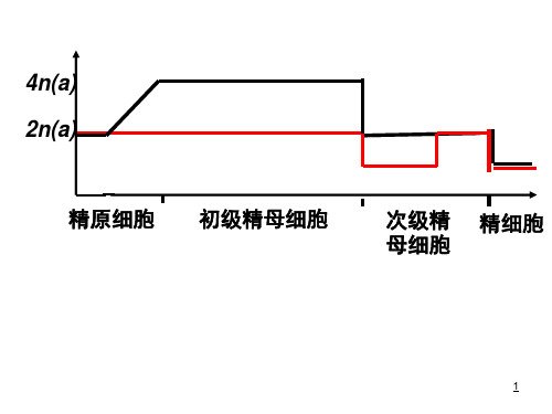 减数分裂专题复习课堂PPT