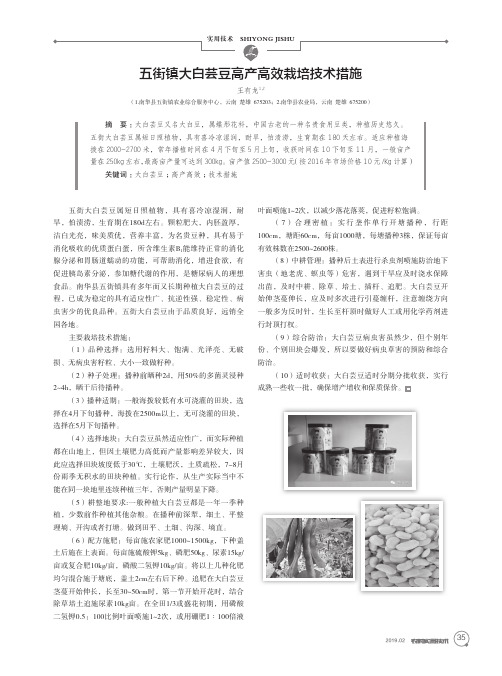 五街镇大白芸豆高产高效栽培技术措施