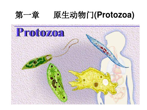 原生 多孔(海绵) 腔肠动物门 1