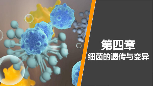 病原生物学与免疫学 第四章