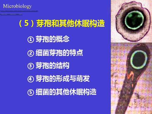 第二章细胞生物学