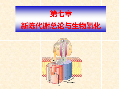 生物化学 代谢总论与生物氧化