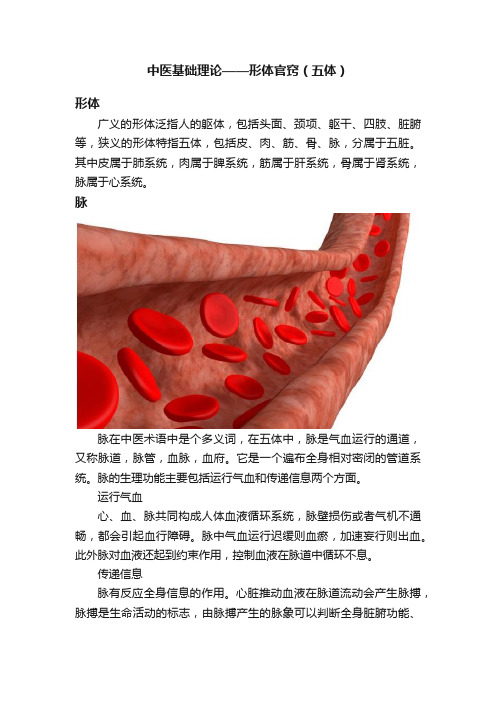 中医基础理论——形体官窍（五体）