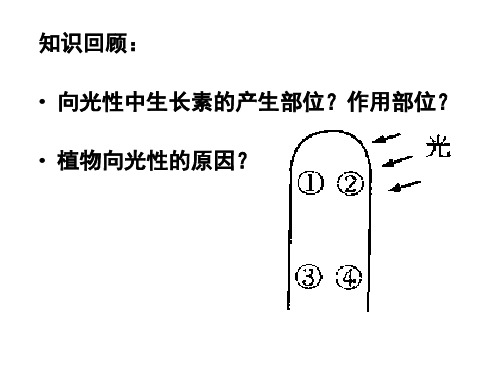 3.2生长素的生理作用-人教版高中生物必修3课件