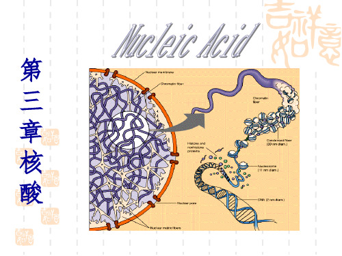 生物化学导论-第三章 核酸