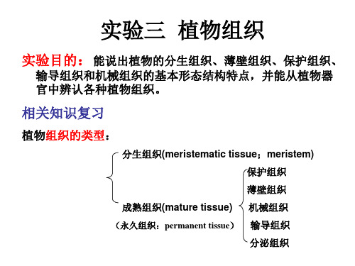 实验三、植物的组织