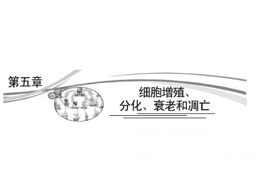 2013高考生物(苏教版)二轮复习课件 1-5-1 细胞增殖