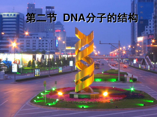 DNA分子的结构zdc