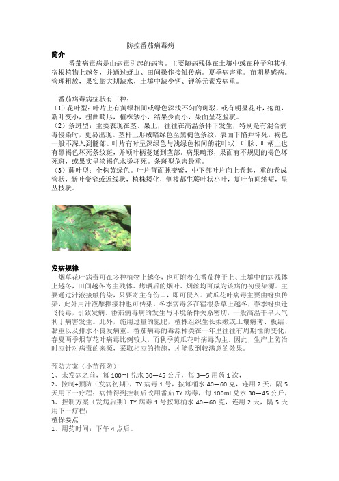 防控番茄病毒病