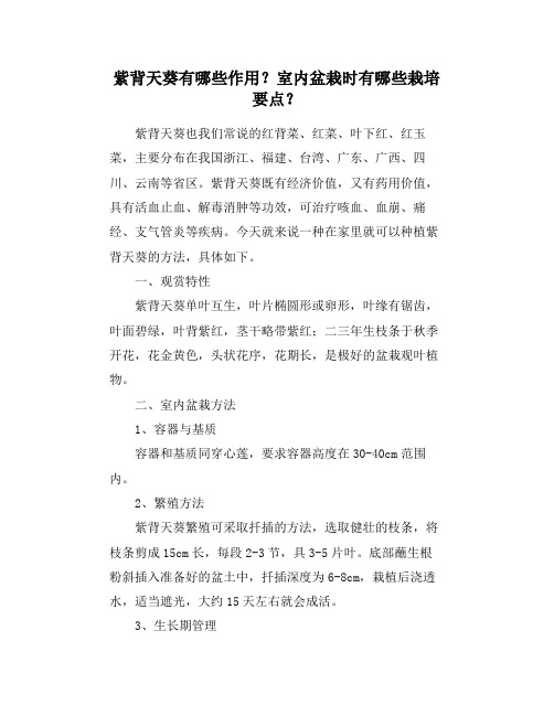 紫背天葵有哪些作用？室内盆栽时有哪些栽培要点？