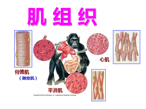 3.肌组织 神经组织