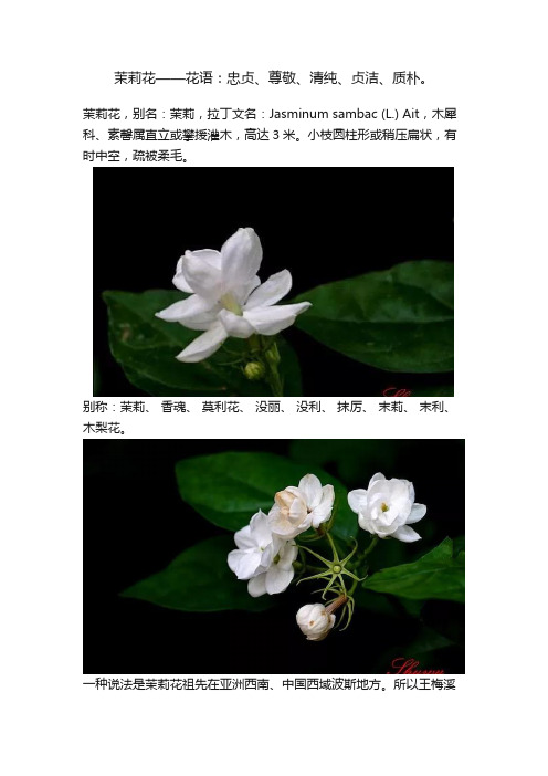 茉莉花——花语：忠贞、尊敬、清纯、贞洁、质朴。