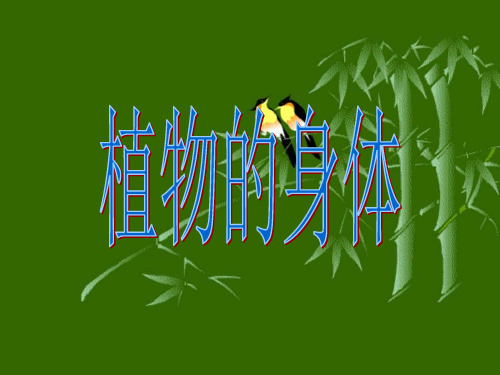 《植物的身体》