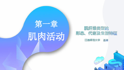 肌纤维类型的形态、代谢及生理特征