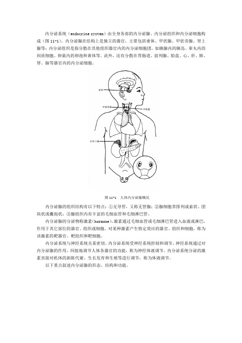 内分泌系统介绍.