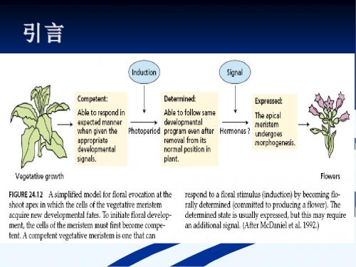 植物学课件第九章_植物的成花生理