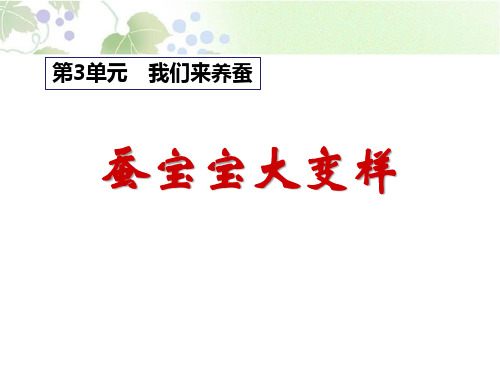 湘教版三年级科学下册 (蚕宝宝大变样)我们来养蚕新课件