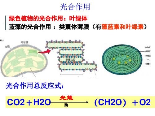 叶绿体色素提取实验及作用