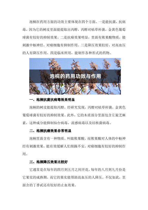 泡桐的药用功效与作用,泡桐的图片