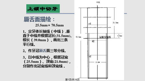 牙体形态描绘PPT课件