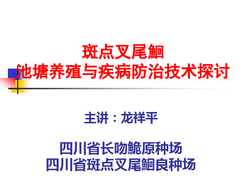 斑点叉尾鮰池塘养殖