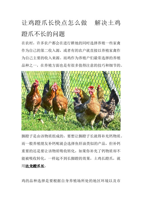 让鸡蹬爪长快点怎么做解决土鸡蹬爪不长的问题