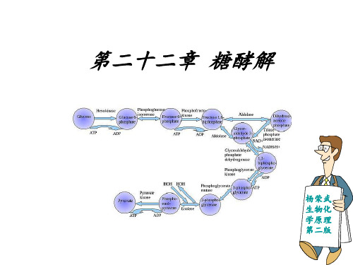 第二十二章 糖酵解  ppt课件