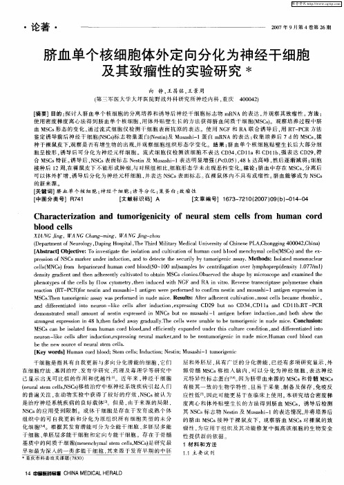 脐血单个核细胞体外定向分化为神经干细胞及其致瘤性的实验研究