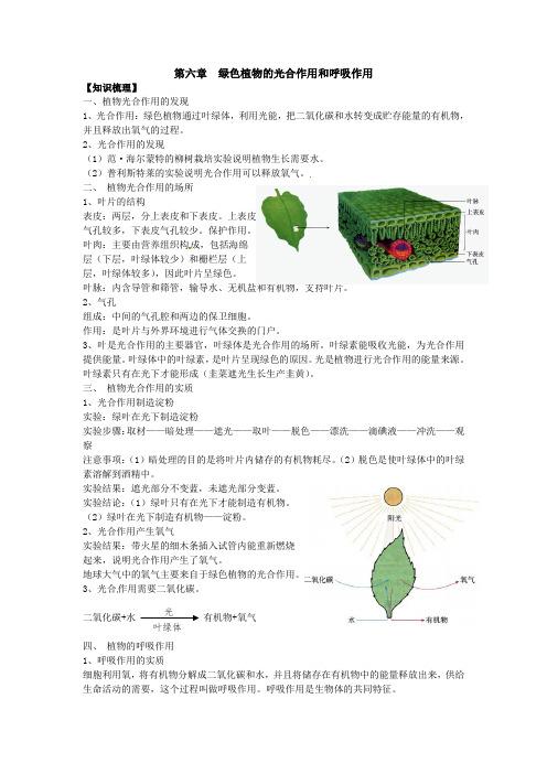 七年级上册第六章光合作用和呼吸作用知识点梳理