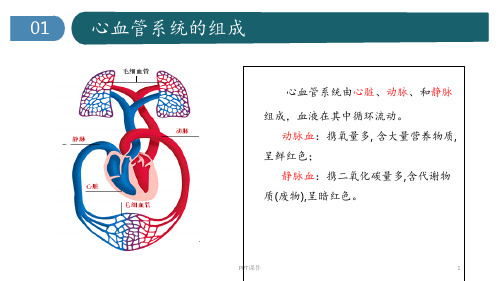 心脏的基本解剖