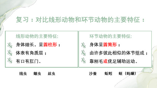 软体动物和节肢动物教学ppt课件