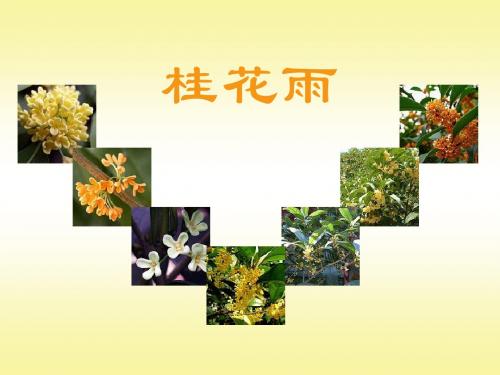 苏教版四年级上册语文《桂花雨》优质课课件PPT