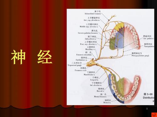 口腔颌面部系统解剖--血管、神经PPT精选课件