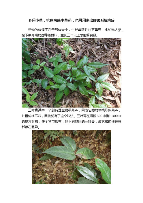 乡间小草，抗癌防癌中草药，也可用来治呼吸系统病症