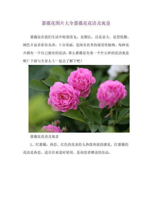 蔷薇花图片大全 蔷薇花花语及寓意