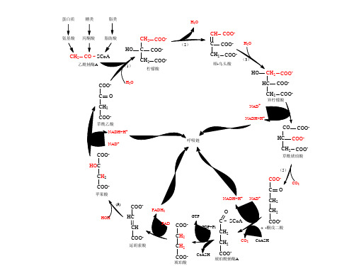糖酵解__三羧酸循环