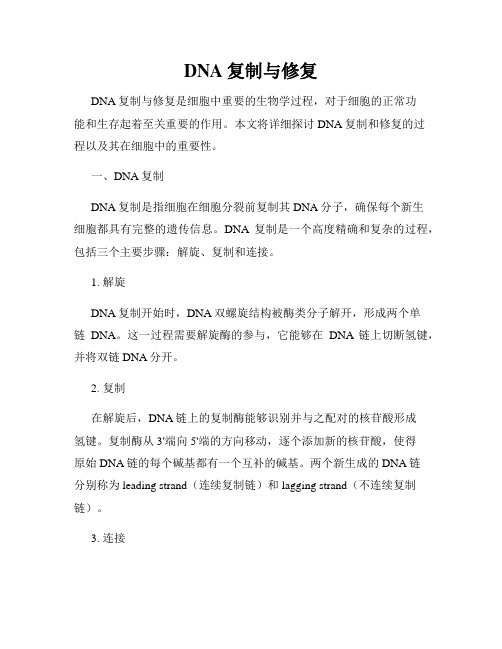 DNA复制与修复