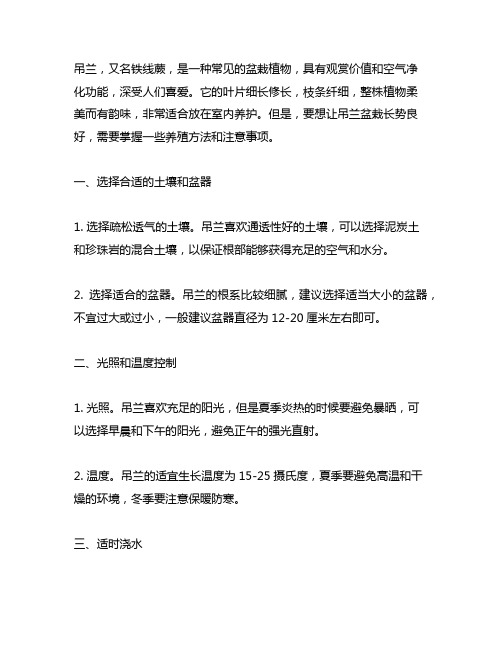 吊兰盆栽的养殖方法和注意事项