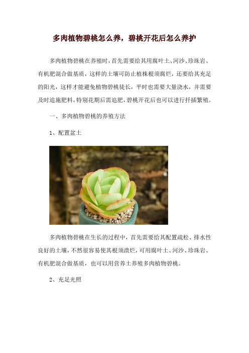 多肉植物碧桃怎么养,碧桃开花后怎么养护