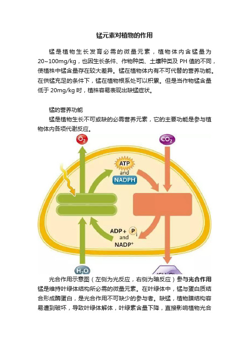 锰元素对植物的作用