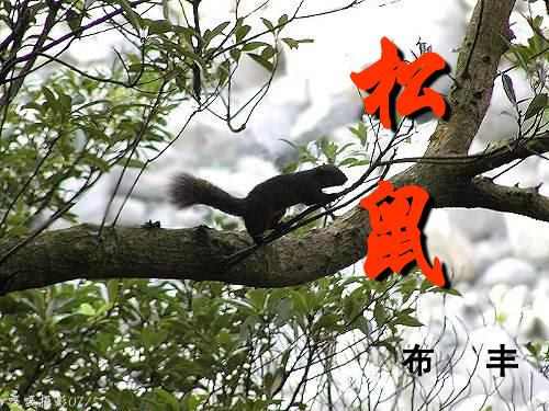 松鼠定稿