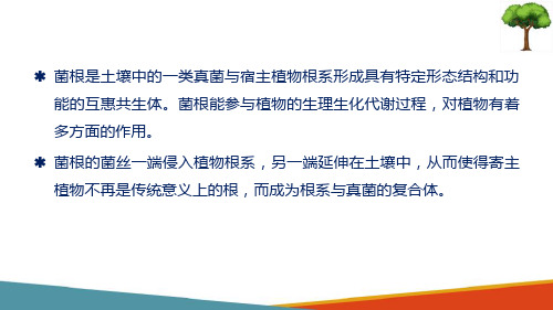 林木苗木生产—菌根化育苗技术(林木种苗生产技术课件)