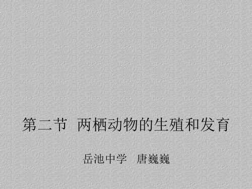 济南版八年级上册生物课件第一章第二节 两栖动物的生殖和发育 