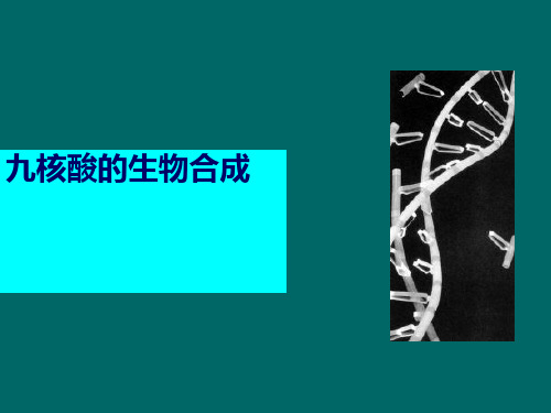 南京农业大学考研复习生物化学DNA的生物合成