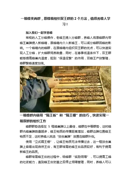 一箱蜂变两群，原蜂箱组织双王群的2个方法，值得养蜂人学习！