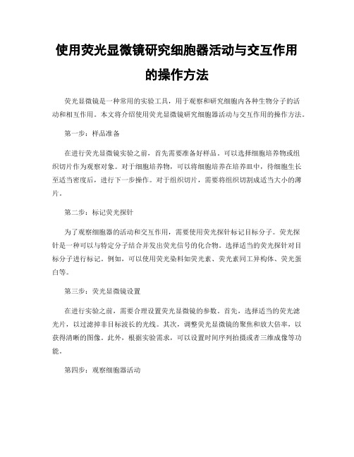 使用荧光显微镜研究细胞器活动与交互作用的操作方法