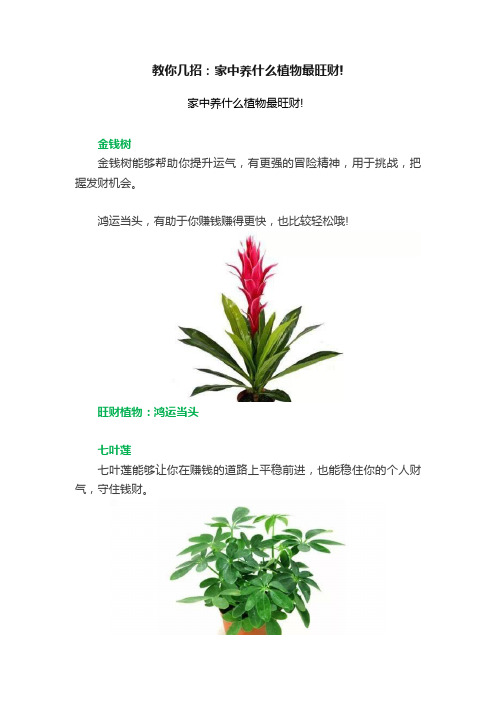 教你几招：家中养什么植物最旺财!